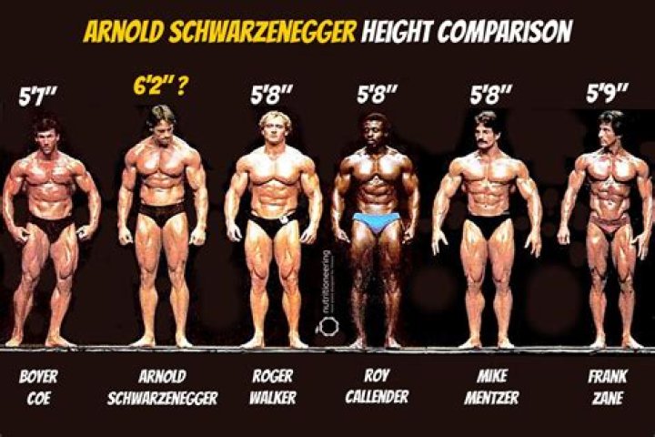 Arnold Schwarzenegger Body Measurements Height Weight Shoe Chest Biceps Size Stats