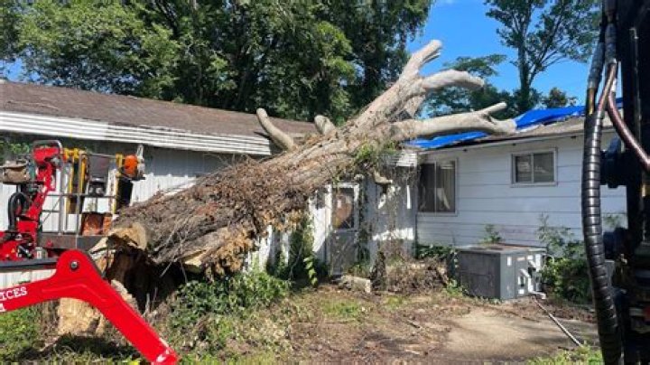 Dakota Wilson died tragically while felling a tree at his home