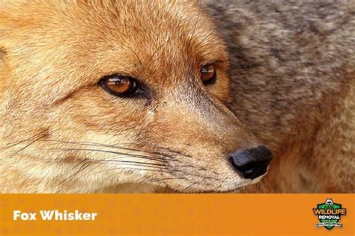 Do foxes have whiskers? – Celebrity