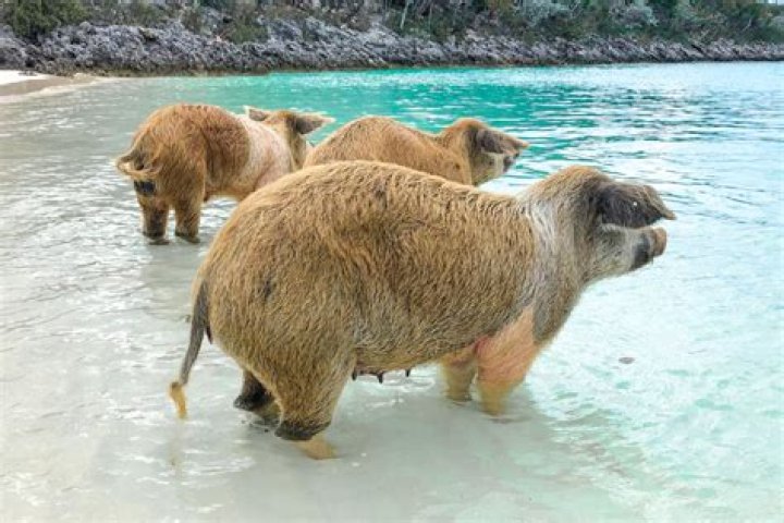 Famous People From Nassau, Bahamas & Celebs Born In Nassau