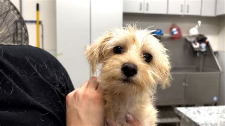 How Did Chad Atkins Die? Chad Atkins Cause of Death, Paw Works Co-Founder