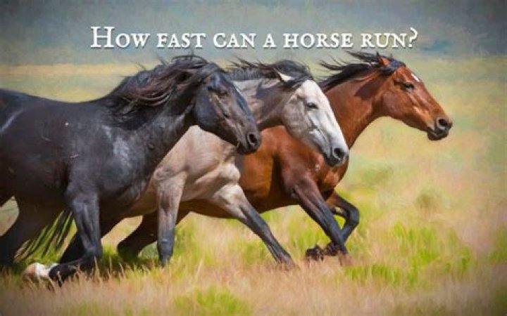 How Fast Can Knuckles Run? – Celebrity