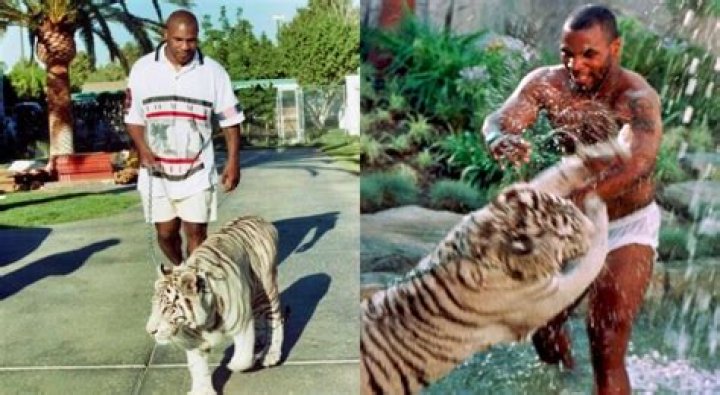 How Long Did Mike Tyson Have A Tiger? – Celebrity