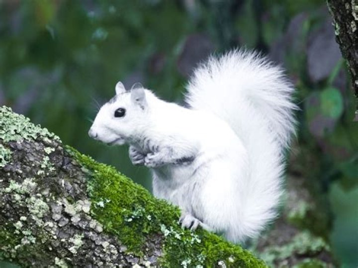 How much is a white squirrel worth? – Celebrity