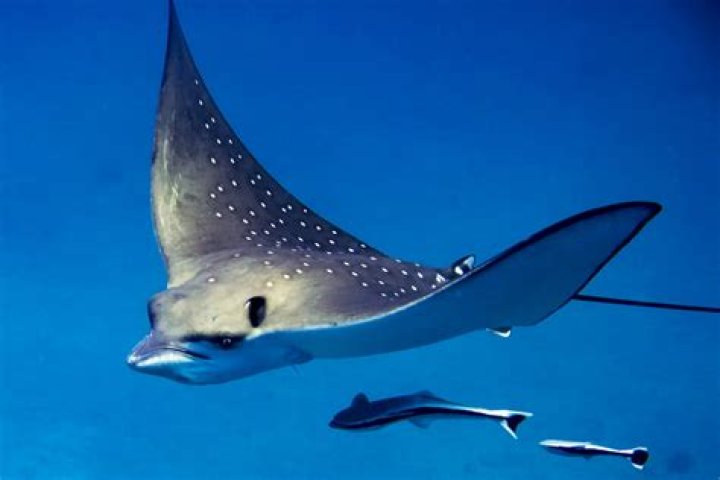 Is an eagle ray a stingray? – Celebrity