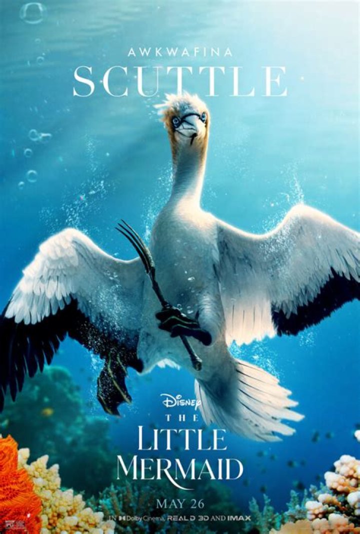 Is scuttle a pelican? – Celebrity