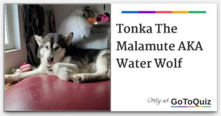 Tonka the Malamute AKA WaterWolf Youtuber overview