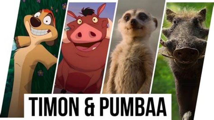 What animal is Pumbaa and Timon? – Celebrity