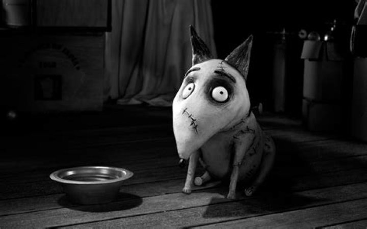 What happened to Sparky in Frankenweenie? – Celebrity