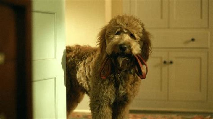 What happens to the dog in ‘Lessons in Chemistry?’