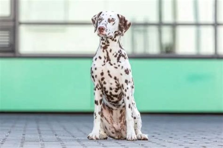 What is a Dalmatian rat? – Celebrity