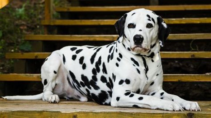 What is the fat Dalmatians name? – Celebrity