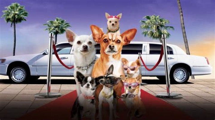 What was the name of the Chihuahua in Beverly Hills Chihuahua? – Celebrity