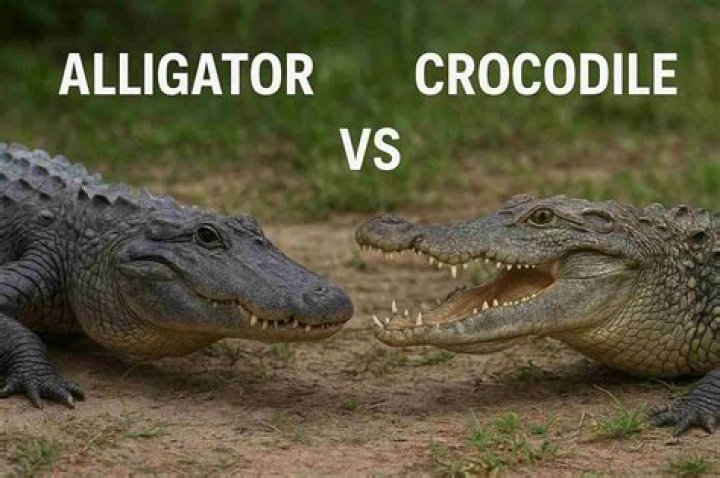 Who would win alligator vs crocodile? – Celebrity