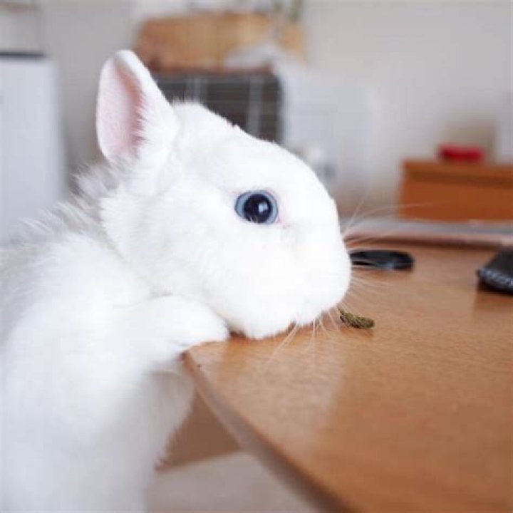 Why do white rabbits have red eyes? – Celebrity