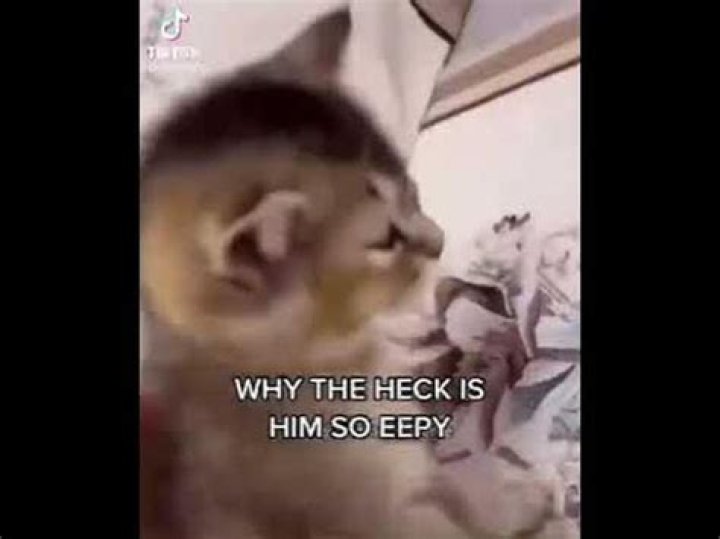 Why is the heck is everyone on TikTok saying ‘Bing Bong?’ Here’s the trend explained